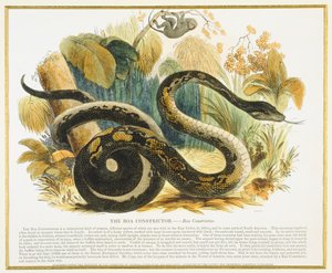 The Boa Constrictor, educational illustration published by the Society for Promoting Christian Knowledge, 1843